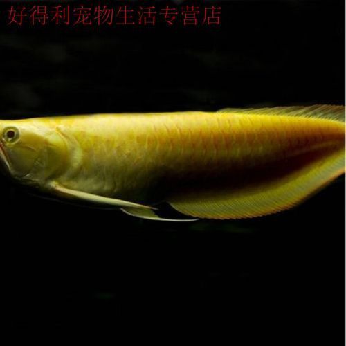 白色金龍魚價格多少錢一條圖片 白色金龍魚價格多少錢一條圖片 龍魚百科 第27張