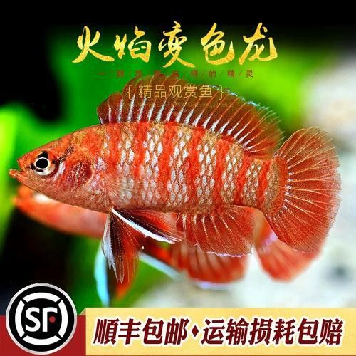 小型龍魚的價格及圖片及價格