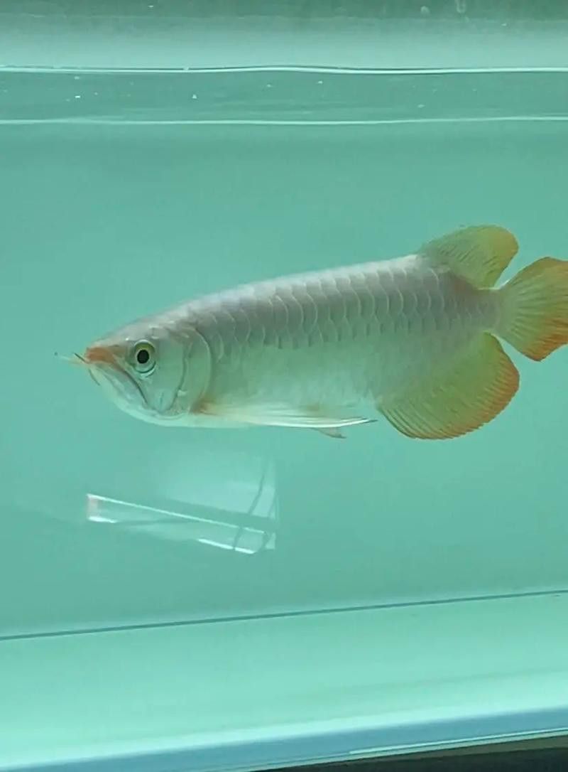 小型龍魚的價格及圖片及價格