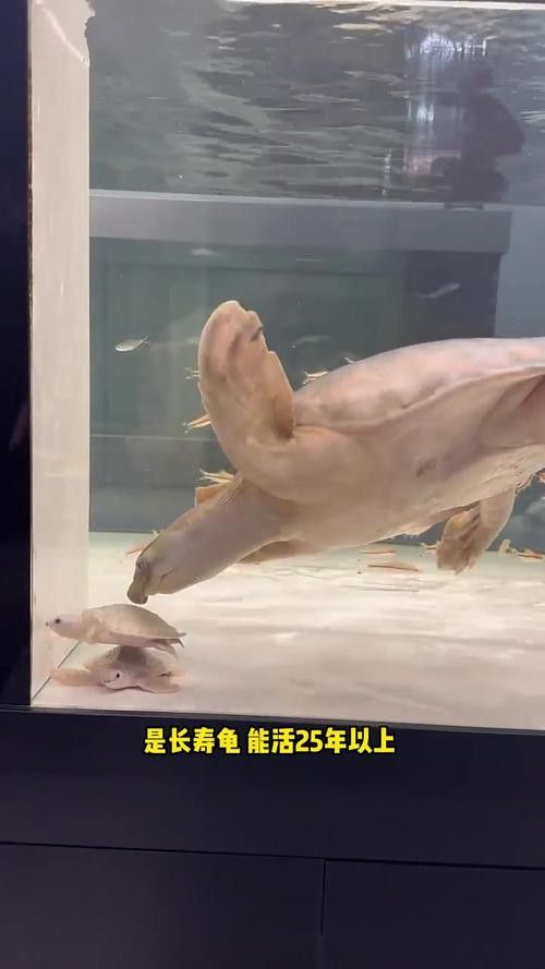 小型龍魚的價格及圖片及價格