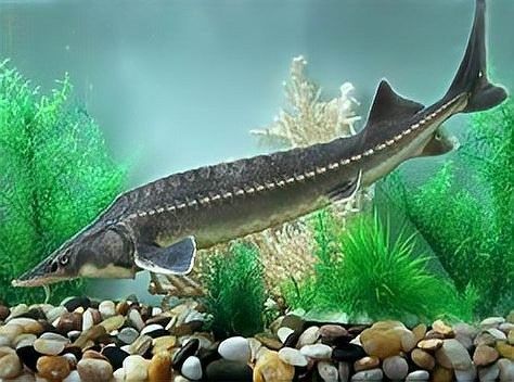 鱘龍魚產地在中國的哪里 鱘龍魚產地在中國的哪里 龍魚百科 第1張