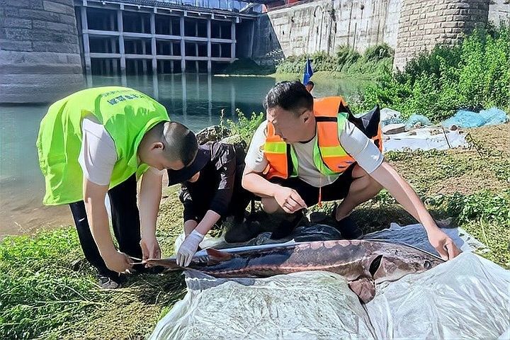 鱘龍魚產地在中國的哪里 鱘龍魚產地在中國的哪里 龍魚百科 第5張