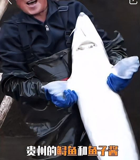 鱘龍魚產地在中國的哪里 鱘龍魚產地在中國的哪里 龍魚百科 第7張