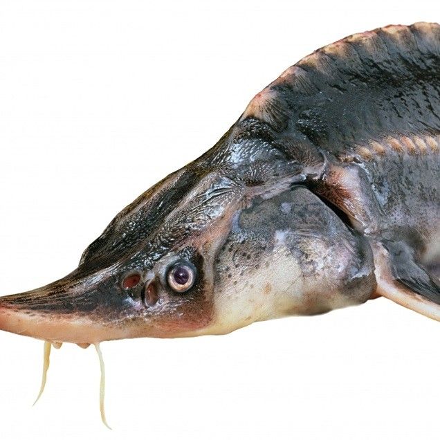 鱘龍魚產地在中國的哪里 鱘龍魚產地在中國的哪里 龍魚百科 第3張