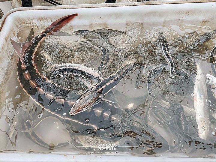 鱘龍魚產地在中國的哪里 鱘龍魚產地在中國的哪里 龍魚百科 第4張