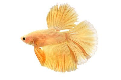 金龍魚用白色做背景如何形容（金龍魚成年后的飼養技巧金龍魚黑色背景的作用）