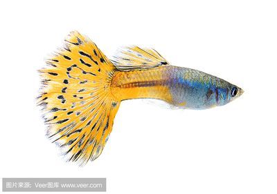 金龍魚用白色做背景如何形容（金龍魚成年后的飼養技巧金龍魚黑色背景的作用）