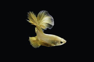 金龍魚用白色做背景如何形容（金龍魚成年后的飼養(yǎng)技巧金龍魚黑色背景的作用）