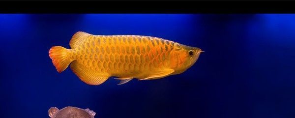 金龍魚用白色做背景如何形容（金龍魚成年后的飼養技巧金龍魚黑色背景的作用）