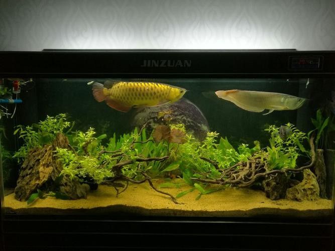 龍魚缸造景圖片
