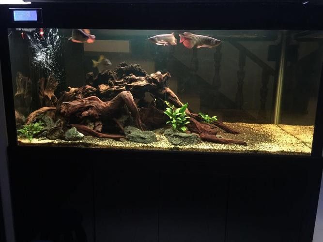 龍魚缸造景圖片