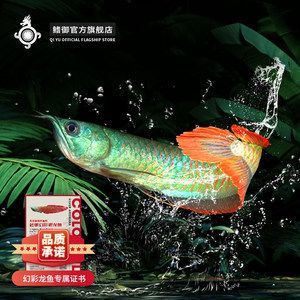 幻彩銀龍魚【幻彩銀龍魚的常見疾病與防治】