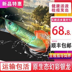 幻彩銀龍魚【幻彩銀龍魚的常見疾病與防治】