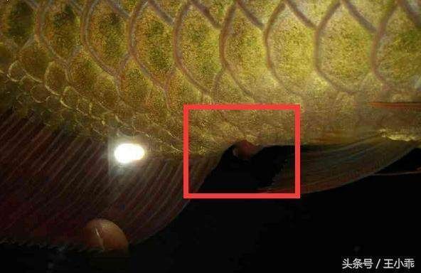 龍魚脫肛怎么回事：如何判斷龍魚脫肛的自然恢復概率 龍魚脫肛怎么回事：如何判斷龍魚脫肛的自然恢復概率 龍魚百科 第3張