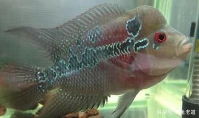 菠蘿和龍魚混養(yǎng)可以嗎：菠蘿和龍魚混養(yǎng)可以嗎？全面解析混養(yǎng)的可行性與注意事項