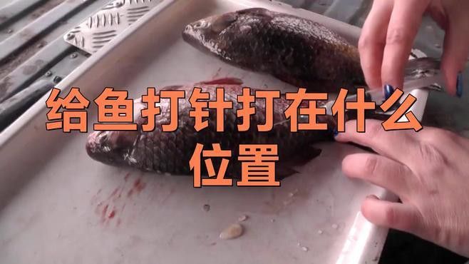 怎么給龍魚麻醉打針