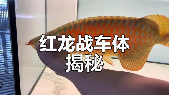 戰車紅龍魚多少錢一條啊視頻 戰車紅龍魚多少錢一條啊視頻 龍魚百科