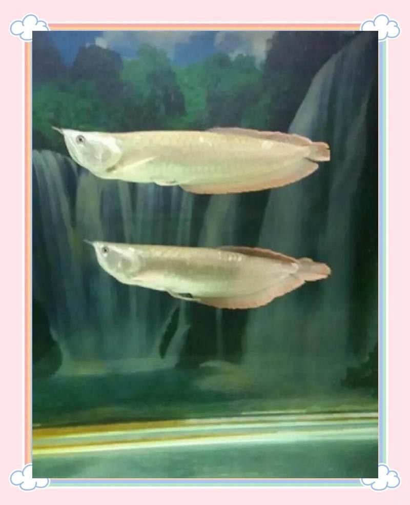 銀龍魚耐鹽嗎