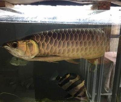 大的金龍魚會吃人嗎：大的金龍魚是否有可能吃人，金龍魚是否有可能吃人