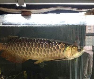 大的金龍魚會吃人嗎：大的金龍魚是否有可能吃人，金龍魚是否有可能吃人