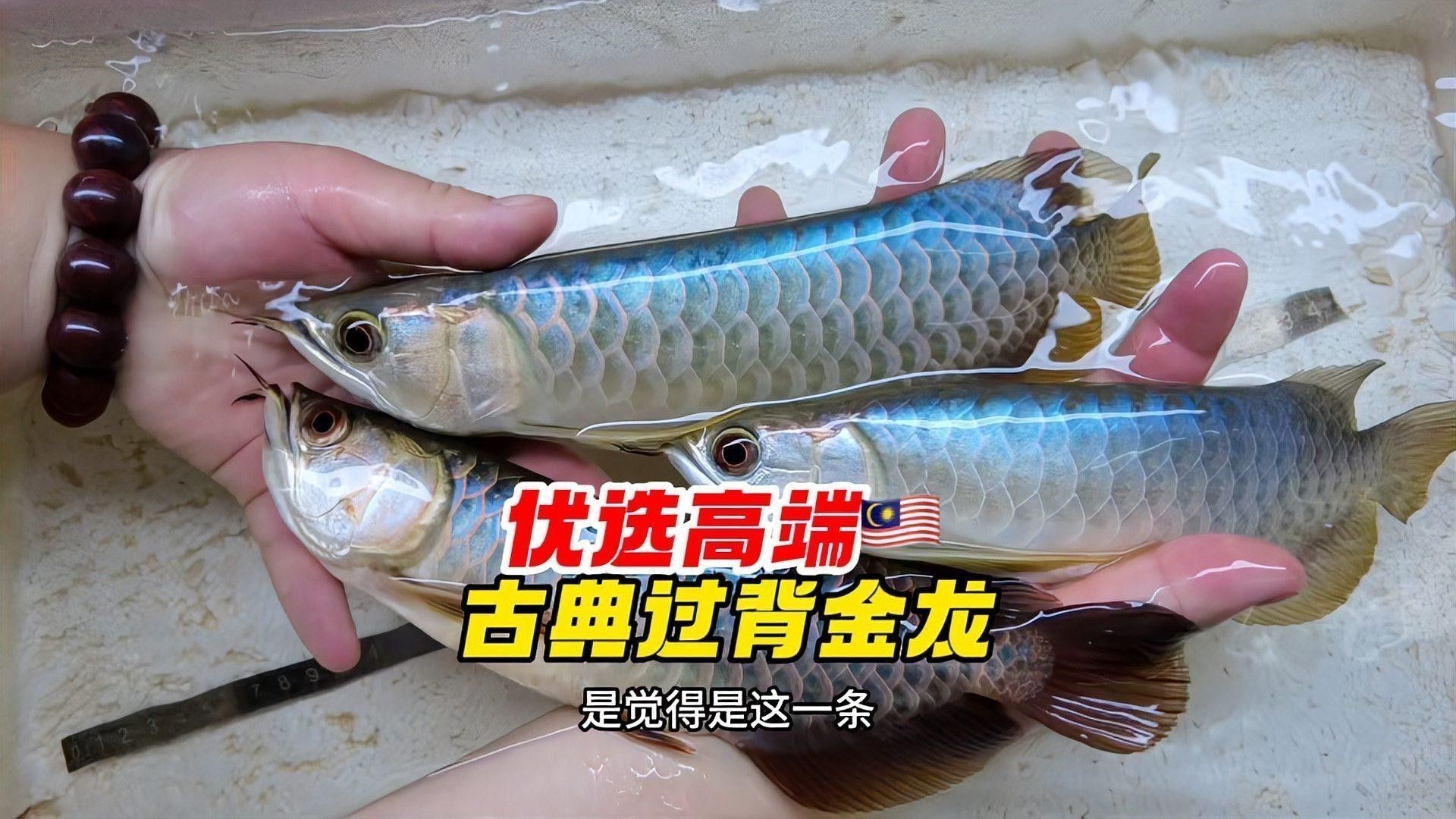 如何挑選合適的古典過背金龍？