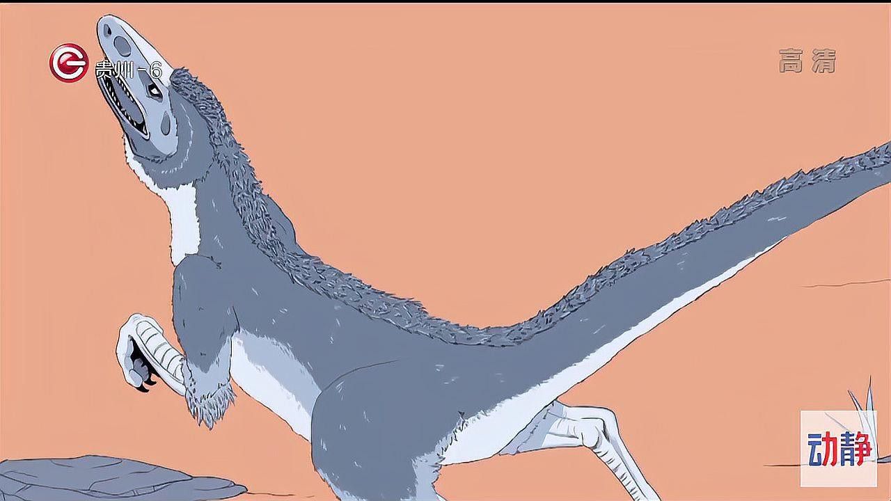 帝龍有哪些獨特特征？