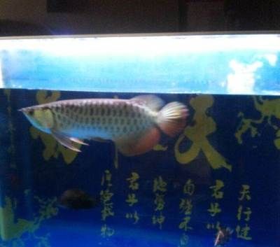 龍魚虎魚水溫多少適合養(yǎng)大：龍魚和虎魚的適宜水溫范圍
