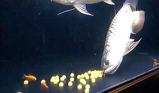 金龍魚成魚多長(zhǎng)時(shí)間長(zhǎng)大一點(diǎn)：金龍魚一年能長(zhǎng)多大 金龍魚成魚多長(zhǎng)時(shí)間長(zhǎng)大一點(diǎn)：金龍魚一年能長(zhǎng)多大 龍魚百科 第6張