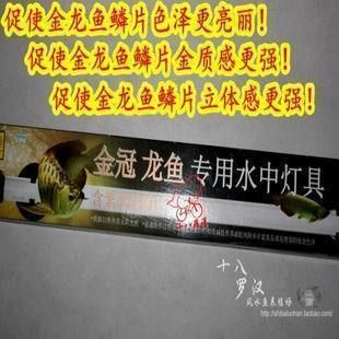 印尼紅辣椒龍魚價格多少錢一條：印尼紅辣椒龍魚價格及其影響因素印尼辣椒價格飆升