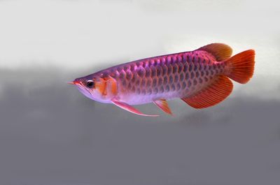龍魚魚苗批發(fā)市場(chǎng)