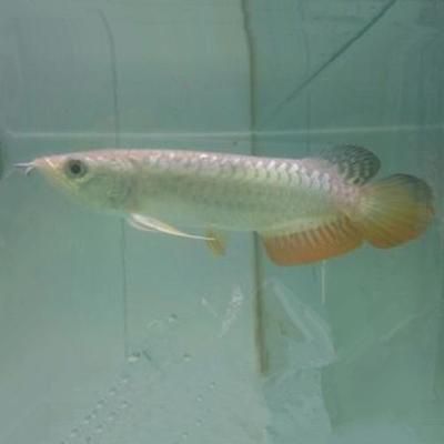 龍魚魚苗批發(fā)市場(chǎng)