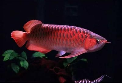 金龍魚和紅龍魚的壽命（金龍魚和紅龍魚的壽命可以達到數十年之久）