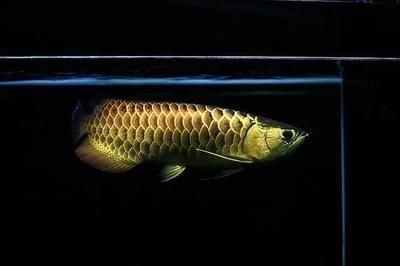 金龍魚體色發黑（金龍魚體色發黑可能由多種因素引起以下原因及解決方案） 金龍魚體色發黑（金龍魚體色發黑可能由多種因素引起以下原因及解決方案） 龍魚百科 第1張