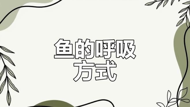 鯉魚是用肺呼吸的嗎