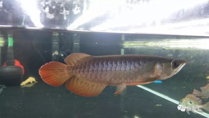 龍魚的虎斑是什么品種的貓：虎斑貓并不是一個具體的貓品種，而是一種毛皮花紋的虎斑貓