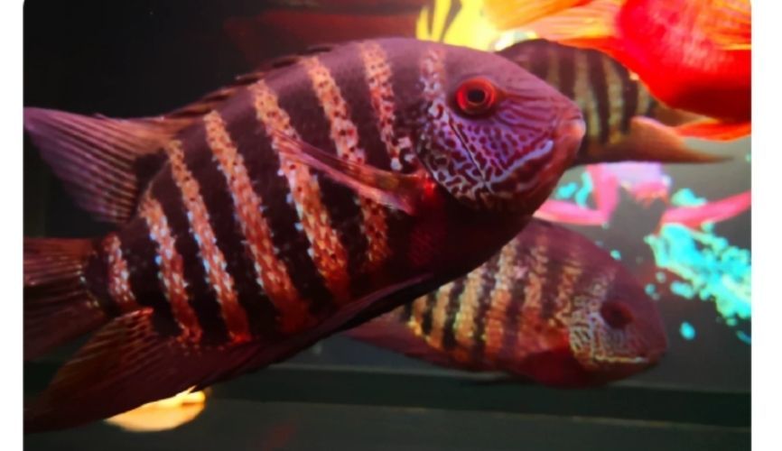 龍魚的虎斑是什么品種的貓：虎斑貓并不是一個具體的貓品種，而是一種毛皮花紋的虎斑貓