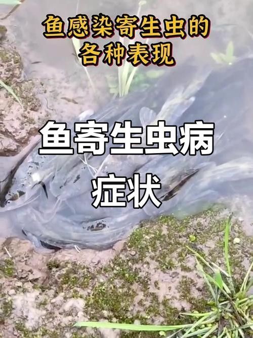 銀龍魚身上有紅點是怎么回事圖片