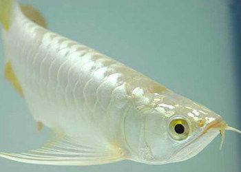 白金龍魚價錢：白金龍魚價格