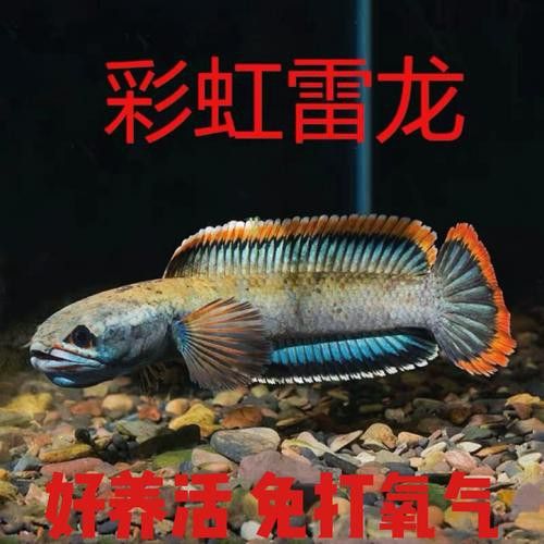 彩虹雷龍魚好看嗎圖片欣賞