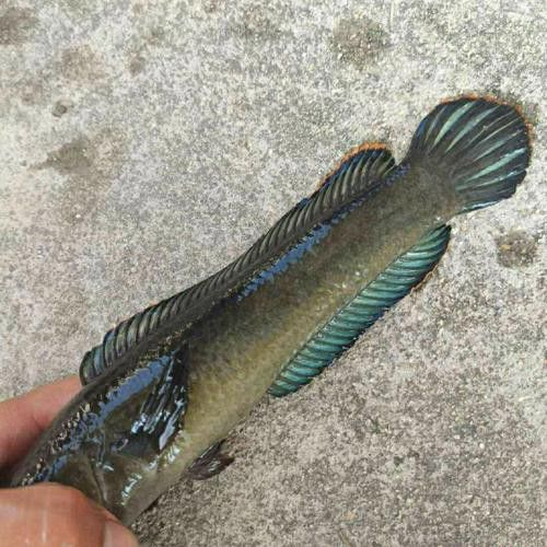 彩虹雷龍魚好看嗎圖片欣賞