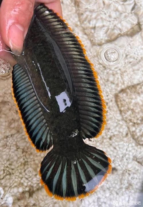 彩虹雷龍魚好看嗎圖片欣賞