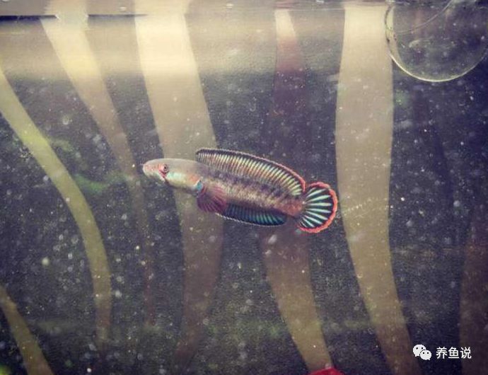 彩虹雷龍魚好看嗎圖片欣賞