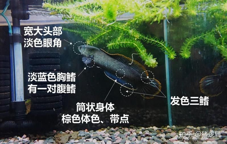彩虹雷龍魚好看嗎圖片欣賞