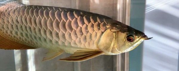 龍魚掉眼怎么辦？：龍魚掉眼后如何調整飲食龍魚掉眼手術治療的風險