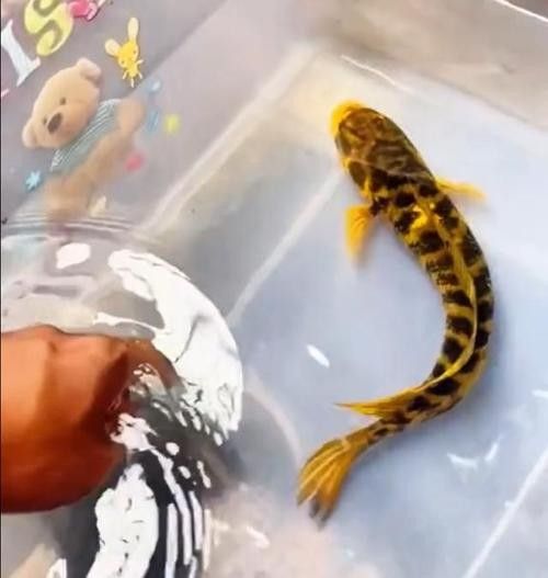 雷龍魚最貴