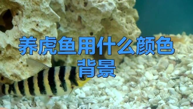 龍魚虎魚混養(yǎng)用什么底色好