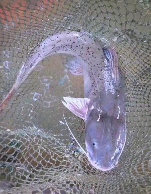 黔龍魚是什么魚種圖片大全