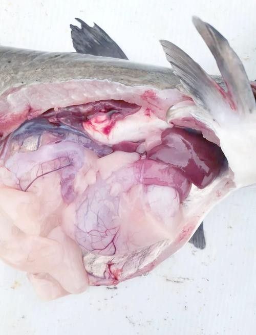黔龍魚是什么魚種圖片大全