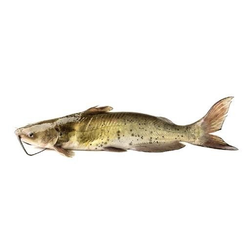 黔龍魚是什么魚種圖片大全