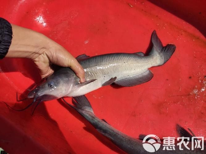 黔龍魚是什么魚種圖片大全